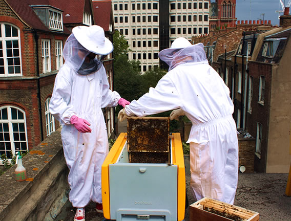 transférer vos abeilles à la beehaus