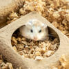 Un hamster à l'intérieur de la chambre à hamster compostable se cache