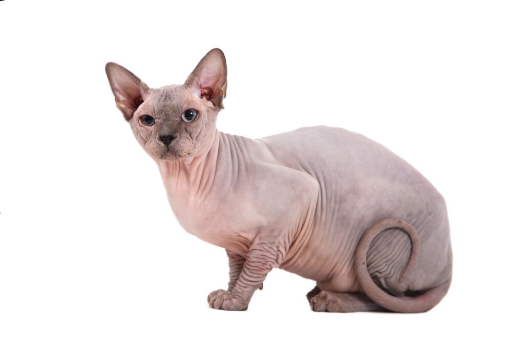 Sphynx Chats Informations Sur Les Races Omlet