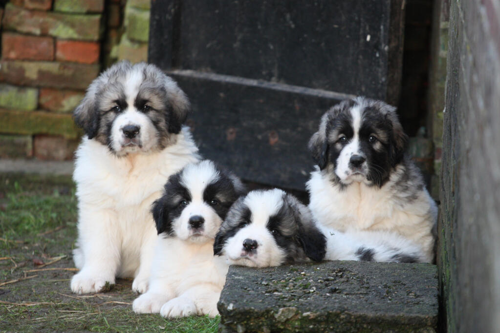 Chien M tin des Pyr n es Races de chiens