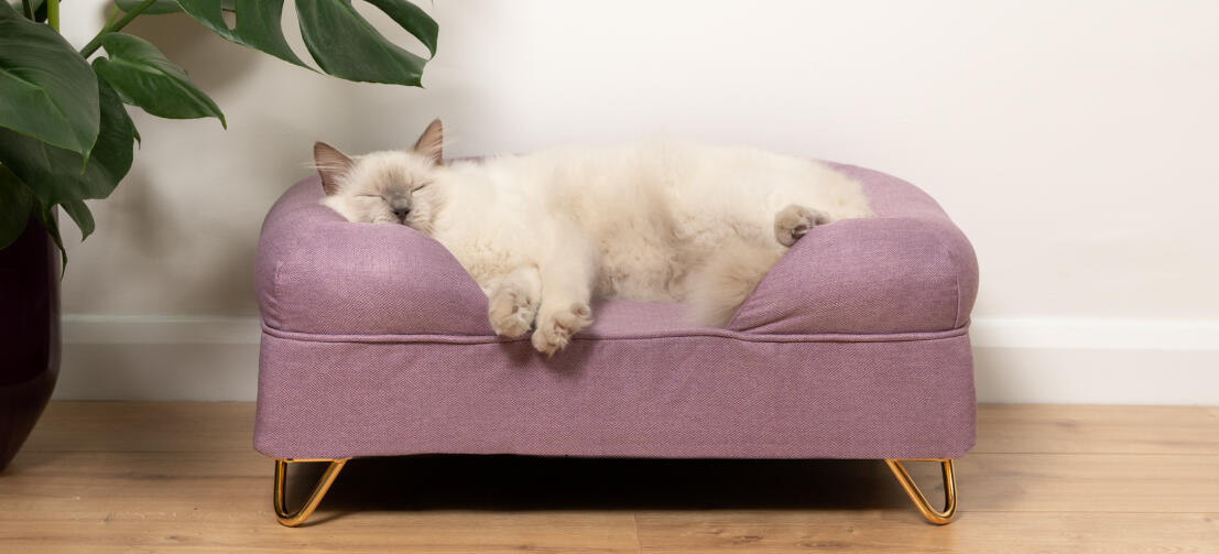 https://www.omlet.fr/images/cache/1107/503/Memory-foam-cat-luxury-bolster-bed-lilac-omlet.jpg