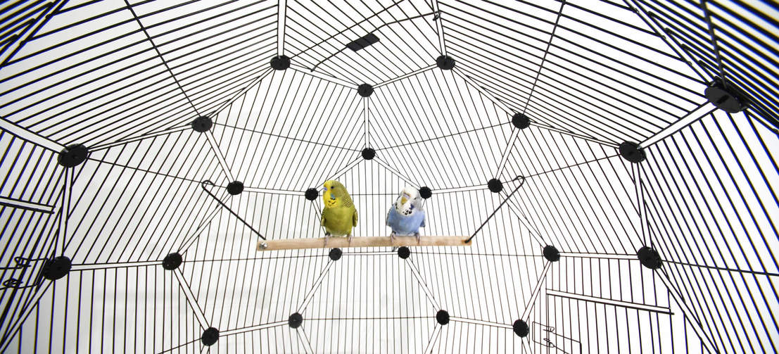 Magnifique cage à oiseaux avec support à roulette - la Ferme de Manon