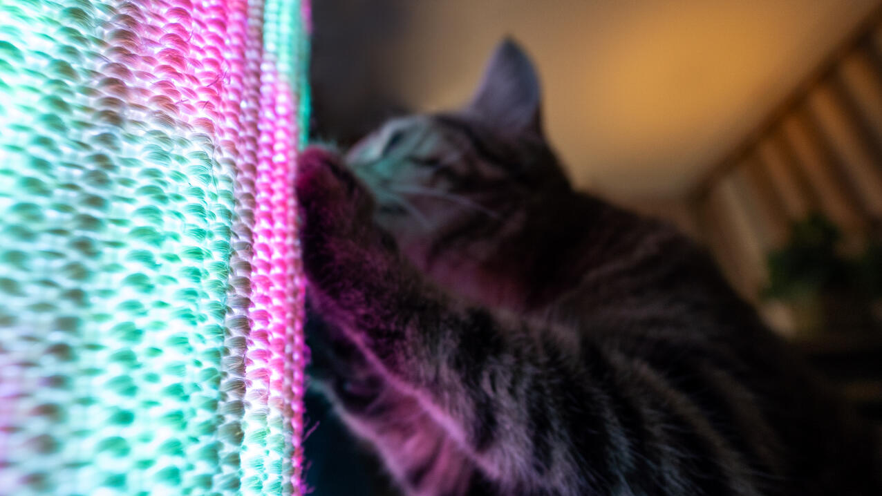 Détail d'un chat se grattant sur le site Switch en mode lumière rose et bleue