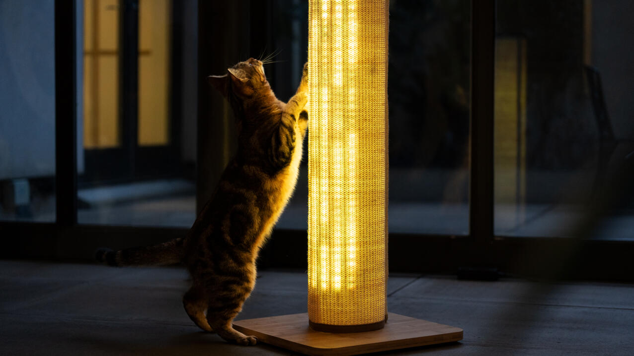 Chat s'étirant contre le griffoir Switch avec un réglage de lumière chaude