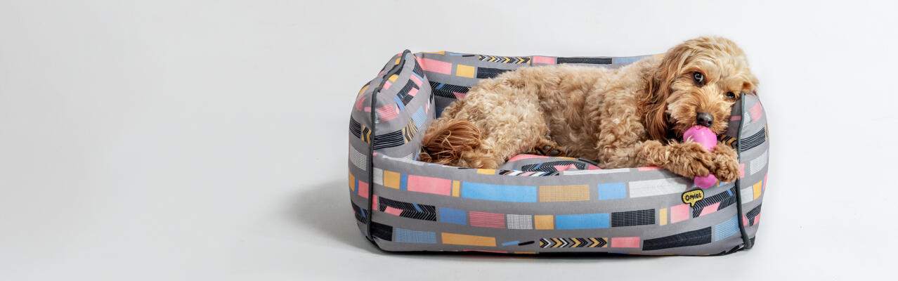 Chien dormant dans le Omlet lit pour chien à coussin moyen