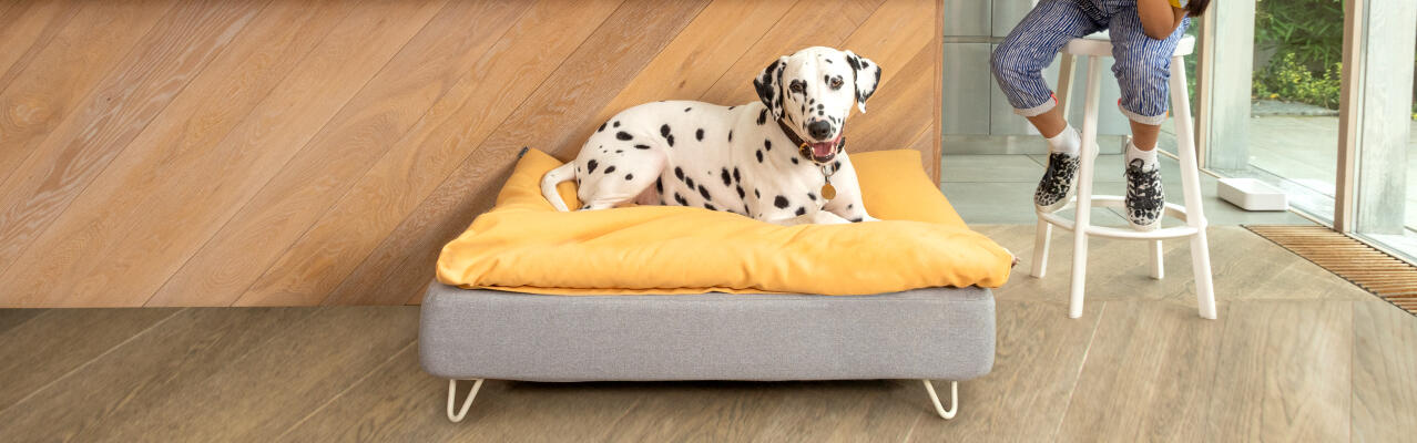 Topology lit pour chien toppers vente