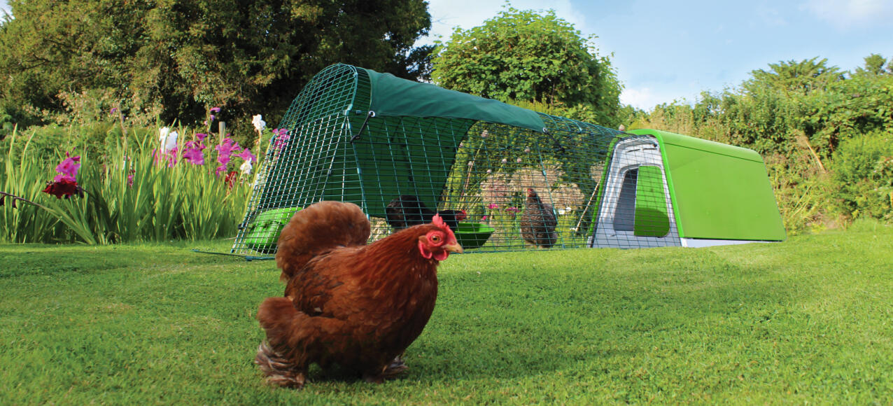 Un Eglu Go poulailler avec parcours dans un jardin avec trois poules