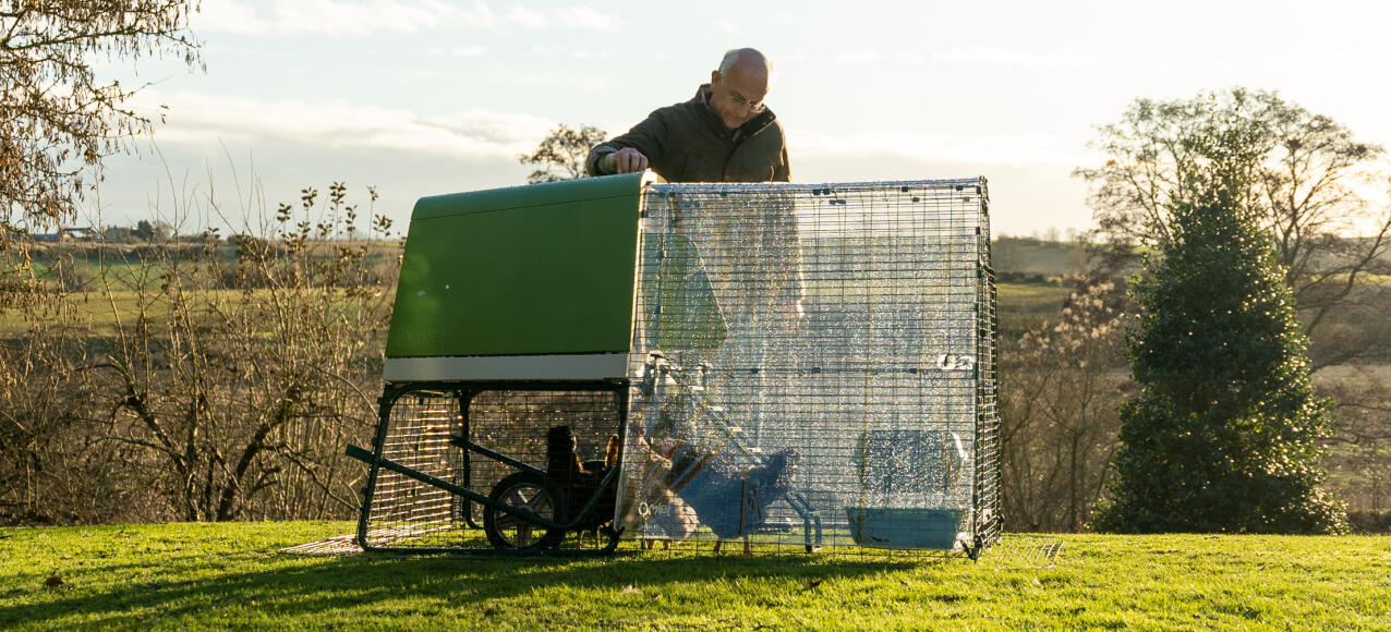 Propriétaire surveillant ses poulets à l'intérieur de l'enclos Eglu Go avec une couverture transparente sur le dessus