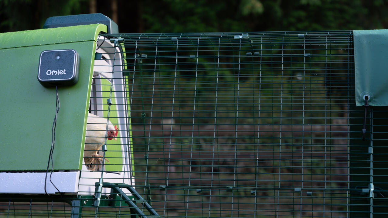 Vue latérale d'un poulet blanc sortant du poulailler Eglu Go up en utilisant l'ouvre-porte automatique