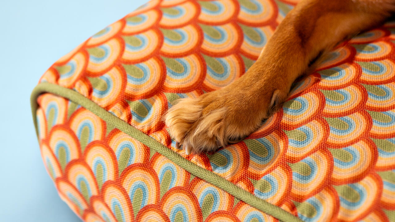 Gros plan d'une patte sur le lit de rêve en couleur pour chien
