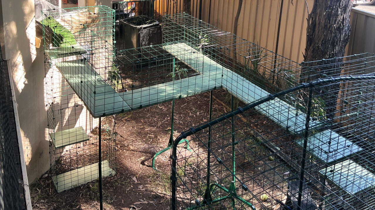 Tunnel de catio personnalisé avec passerelles pour chats et enclos extérieur