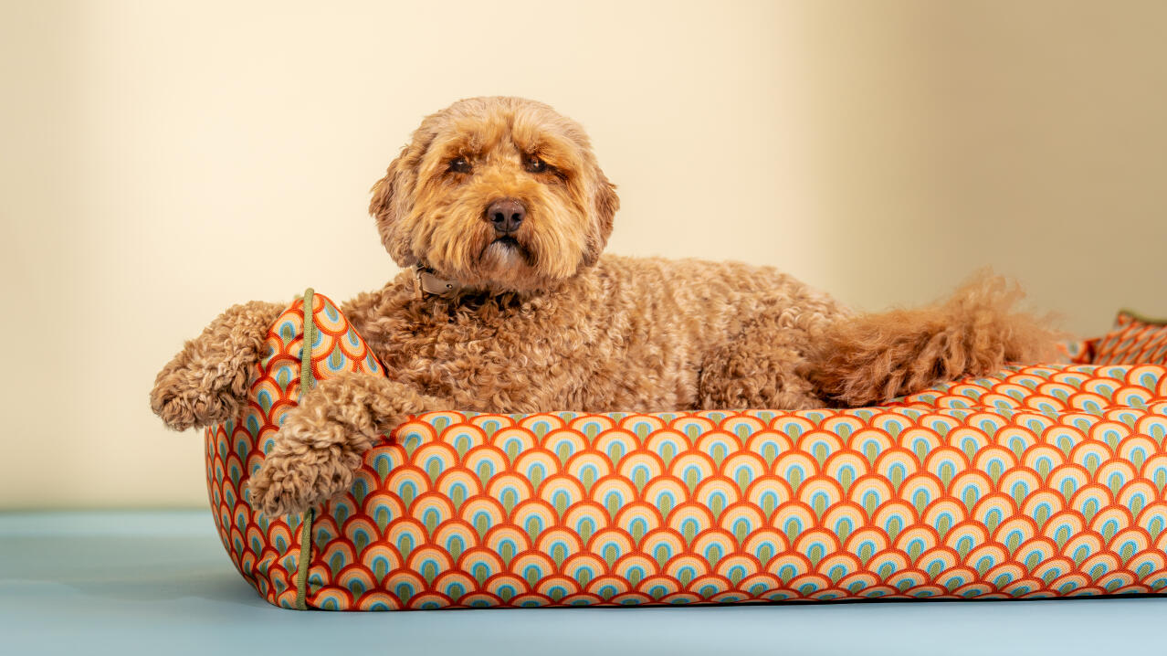 Lit pour chien cosy nest avec motif design vibrant