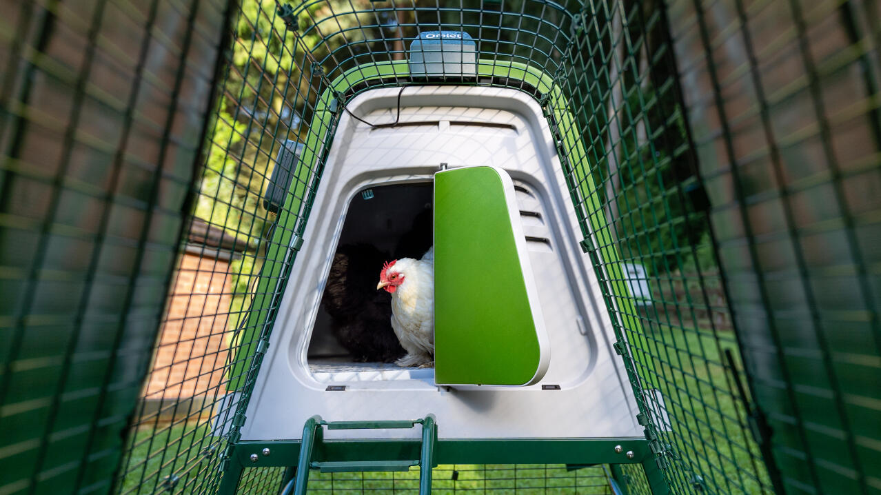 Poulet blanc sortant du Eglu Go poulailler en utilisant l'ouvre-porte automatique