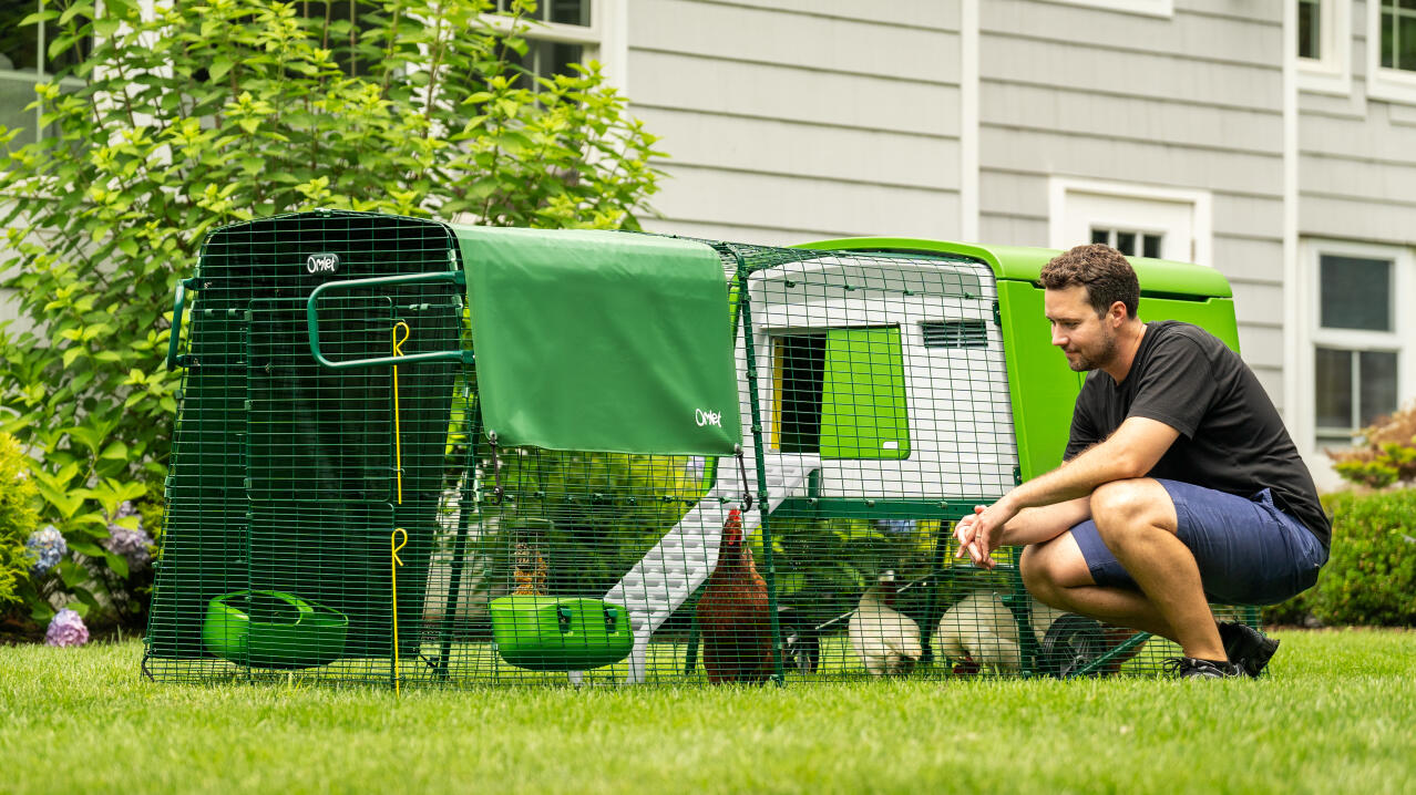 Homme surveillant ses poules dans le Eglu Cube poulailler résistant aux prédateurs