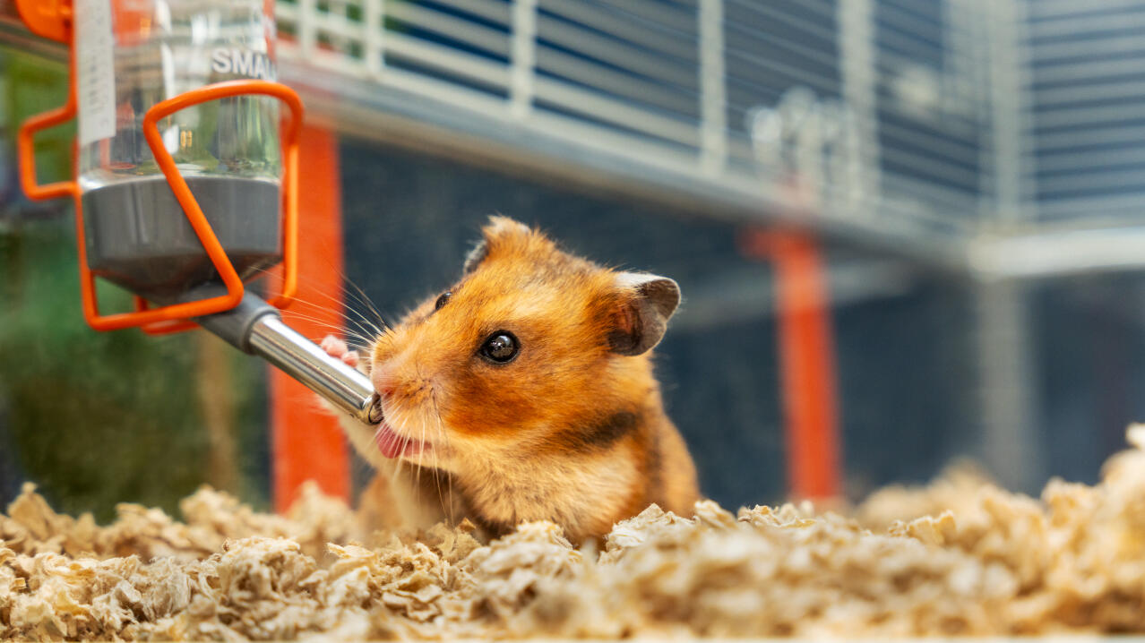 Hamster buvant de l'eau dans une cage à hamster Omlet 