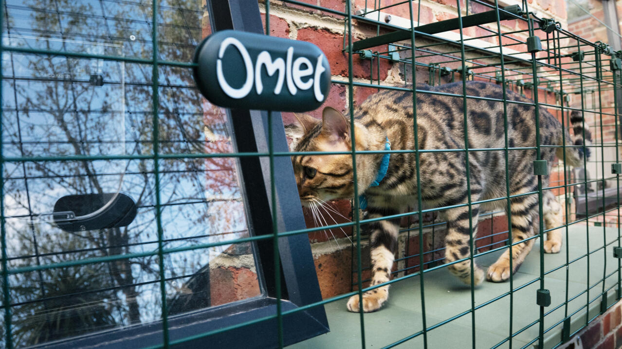 Chat accédant à une fenêtre ouverte dans le système de tunnel sécurisé catio