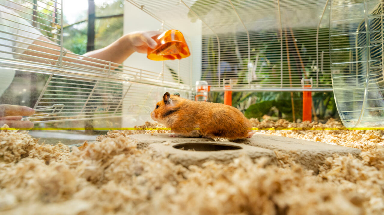 Hamster regardant le bol de nourriture mis dans la cage du hamster Omlet 