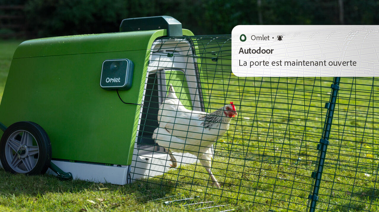 Poulet blanc sortant de son poulailler Eglu Go avec notification de téléphone en pop up