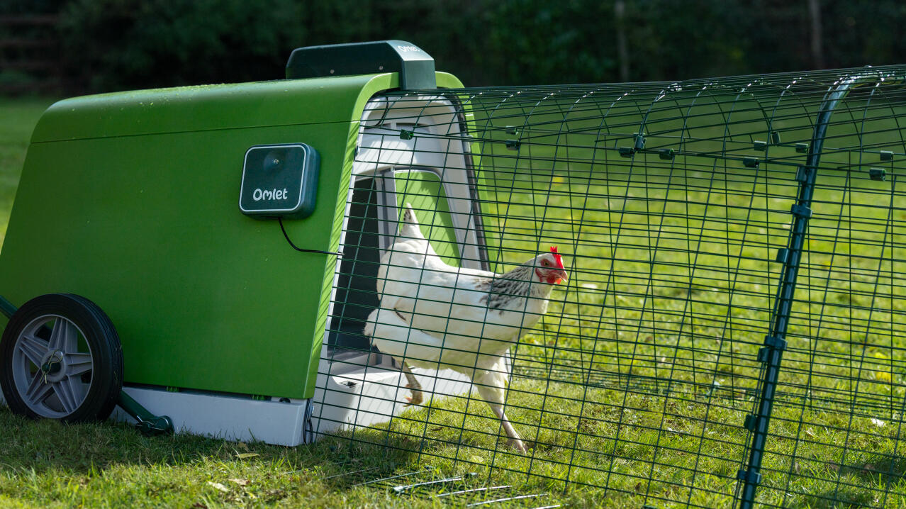 Poulet blanc sortant du poulailler Eglu Go en utilisant l'ouvre-porte automatique