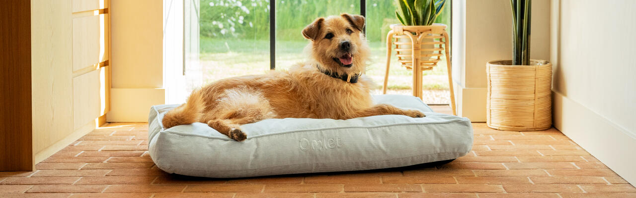 Chien de taille moyenne se reposant dans le Omlet lit pour chien à coussin moyen