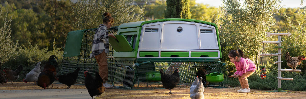 Eglu pro très grand poulailler avec parcours et poules