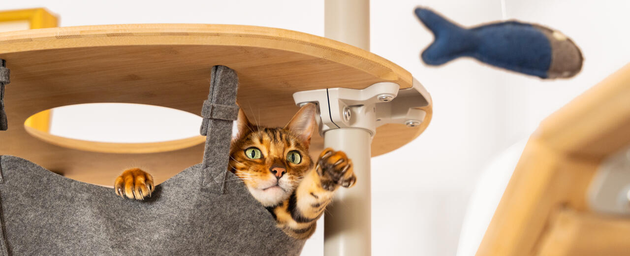 Chat jouant dans une tour à chat personnalisable par Omlet
