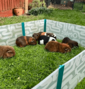 Cochons d'inde jouant à l'intérieur d'un grand parc dans un jardin.