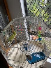 Mes perruches aussie vertes et Gold sunny & lunar bros adorent leur cage Geo avec plateau liner sont des perruches chirpy très heureuses 