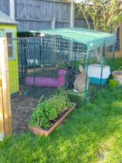 Lapins dans leur enclos recouvert d'une couverture opaque