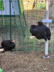Deux poulettes étoile noire et une poulette australorp profitant de leur perchoir standard.