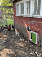 Vient d'être installé et testé. approuvé par les poulets.