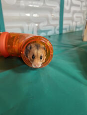 Un hamster dans le tunnel du parc à hamster Omlet.