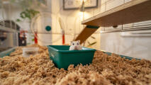 Hamster nain regardant à l'extérieur d'un bain de sable à l'intérieur de la cage du hamster Omlet 