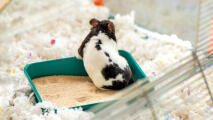 Hamster dans un bain de sable à l'intérieur de la grande cage à hamster Omlet 