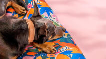 Chien se reposant sur un lit pour chien à motifs adventureland