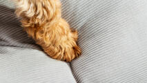 Une patte de chien sur le coussin gris galet lit pour chien conçu par Omlet