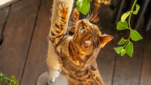 Chat griffant un poteau vertical en sisal