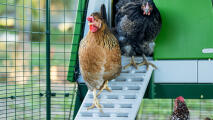 Poules sortant de la porte automatique du poulailler et descendant l'échelle du poulailler Eglu Cube 