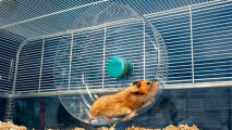 Hamster courant sur la roue silencieuse extra large de Omlet