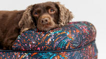 Chien se reposant dans un traversin en mousse à mémoire de forme lit pour chien à motif lumineux