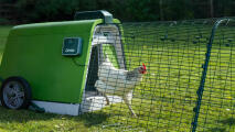 Poulet blanc sortant du poulailler Eglu Go en utilisant l'ouvre-porte automatique