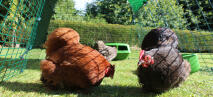 Trois poules dans le Eglu Go run