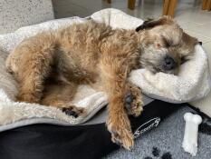 Terrier endormi sur une grande couverture pour chien grise et crème super douce par Omlet.