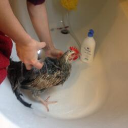 Comment laver et sécher votre poule, Prendre soin de vos poules