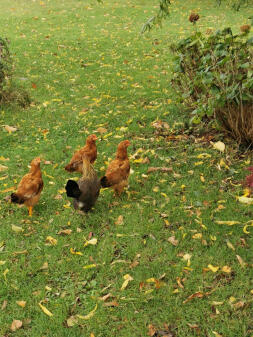 Gavotte avec ses trois coquelets 