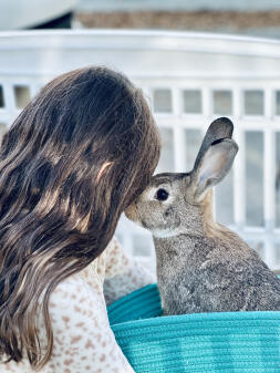 Bisous de lapin et vœux de noël !