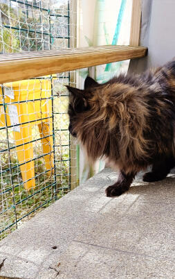 Chat des forêts norvégiennes 