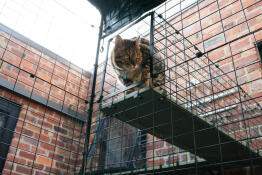 Un chat utilisant le tunnel de catio attaché à un catio.