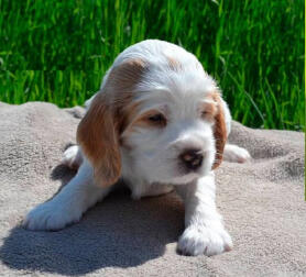 Pottyregisteredpuppies.com clumber spaniel