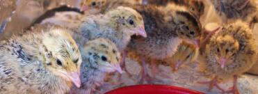 poussins curieux dans la couveuse